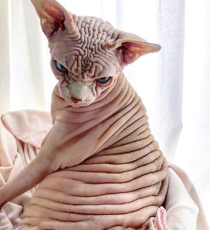 This Extra-Wrinkly Evil-Looking Cat Is Actually Very Lovely (30 Pics)