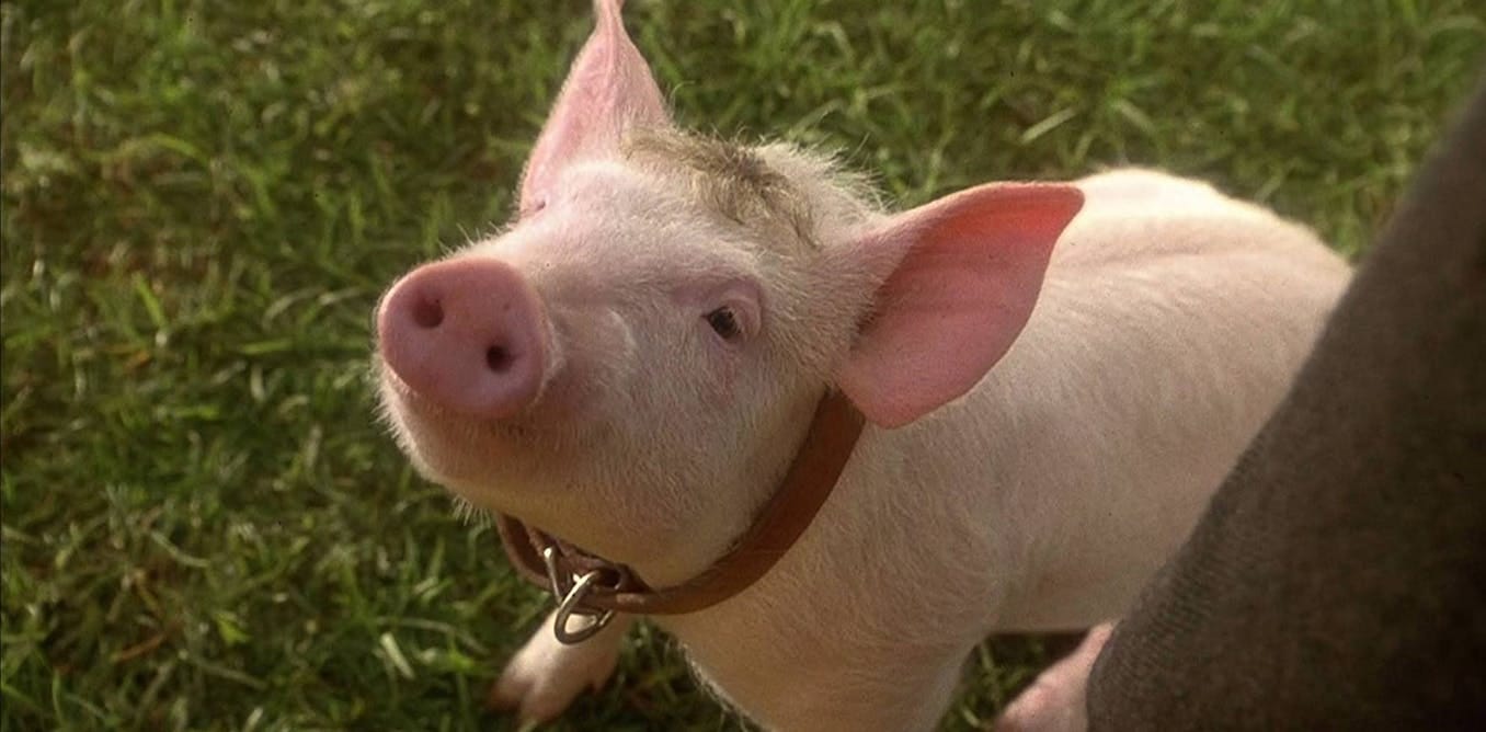 That'll do, pig, that'll do: Babe at 25, a trailblazing cinematic classic That'll do, pig, that'll do: Babe at 25, a trailblazing cinematic classic