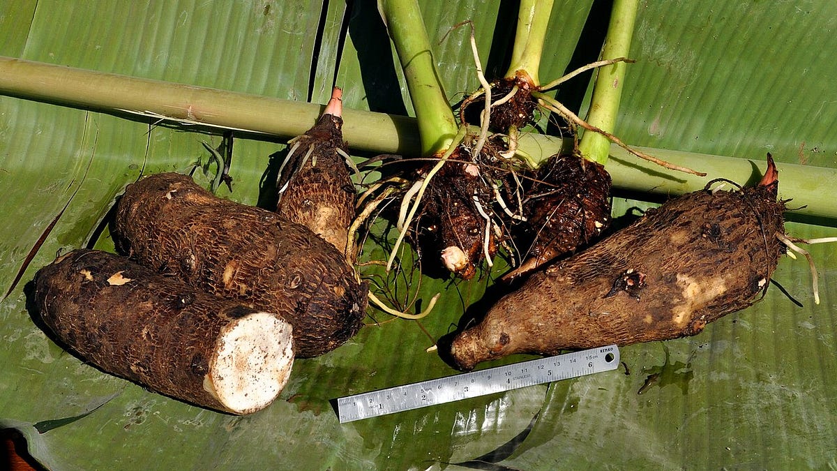 Indonesia’s Forgotten Tubers Go Viral: Kimpul and Mie Ganyong