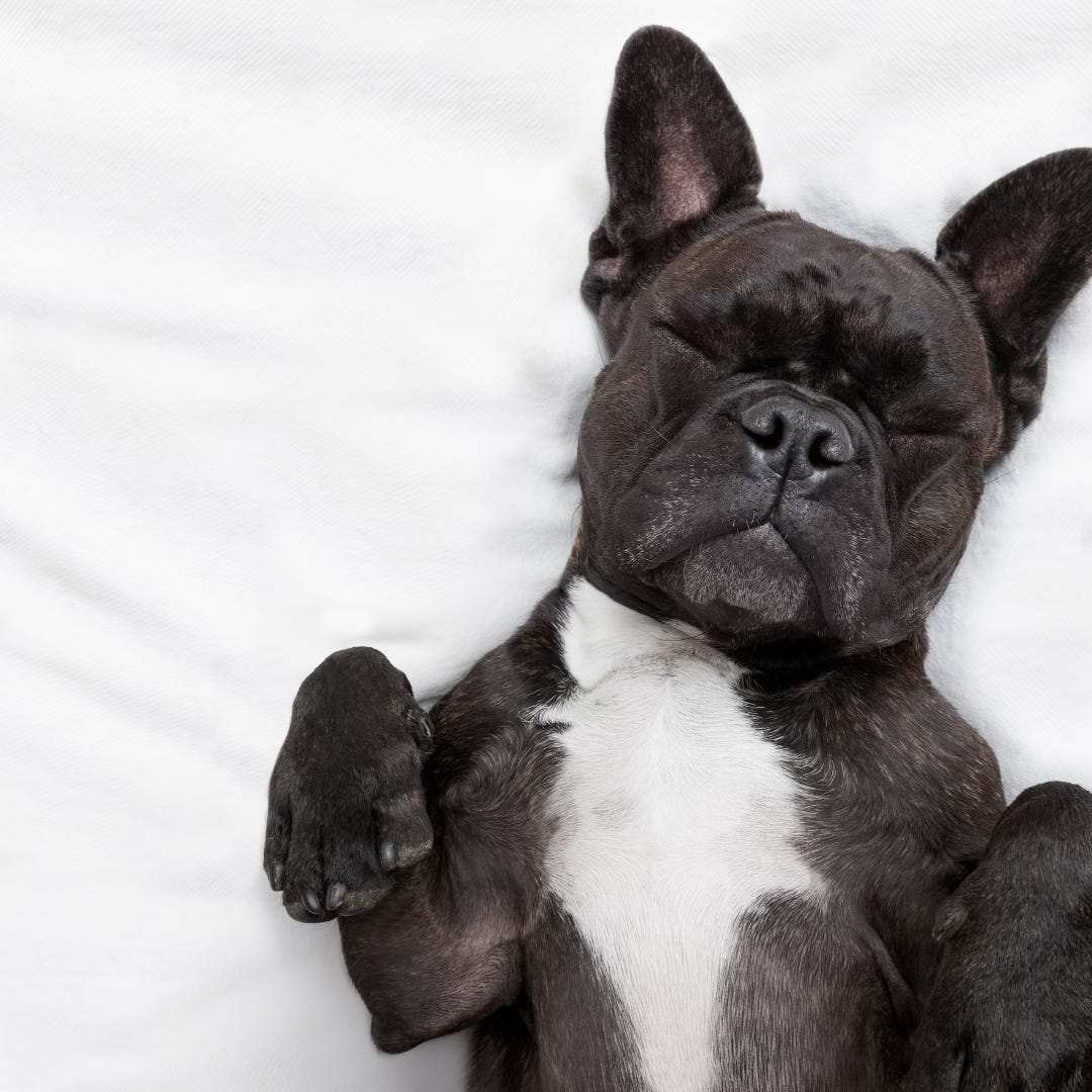 A small dog (black with white tummy) laying on it's back and sleeping