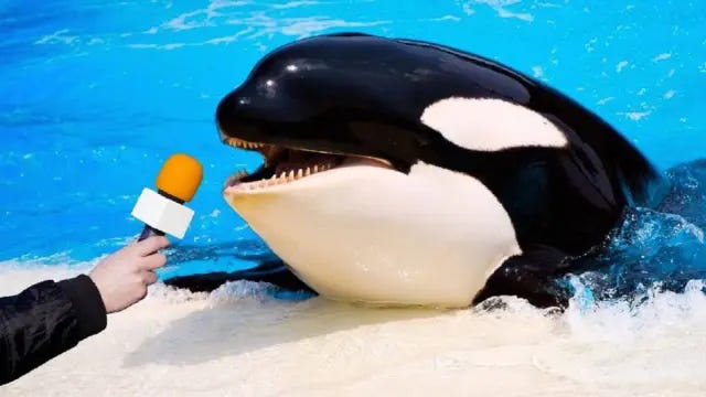 Meme de una orca siendo entrevistada.
