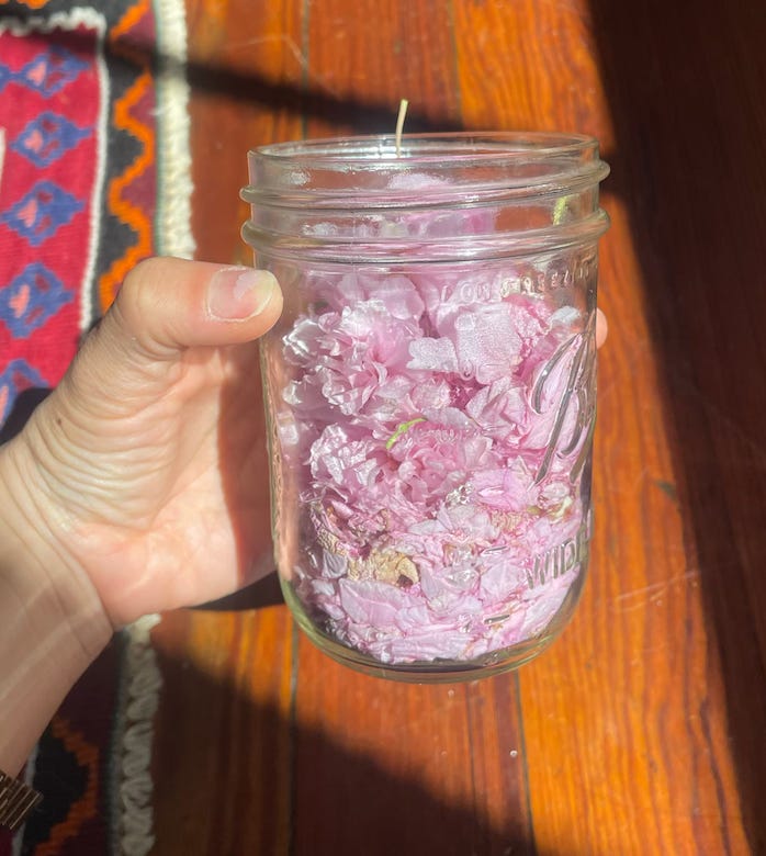 kathy's hand holding a glass mason jar full of kwanzan cherry petals, so pink and fluffy kathy's hand holding a glass mason jar full of kwanzan cherry petals, so pink and fluffy