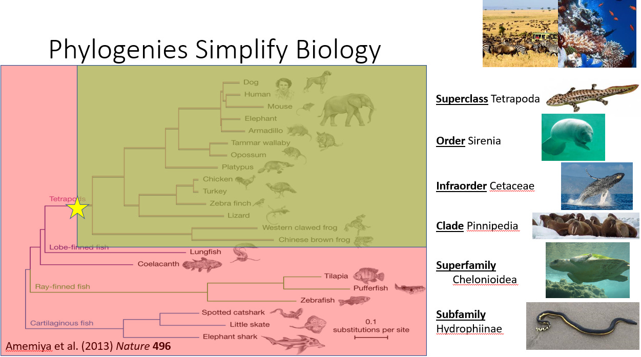 Animalia Taxonomy Tree