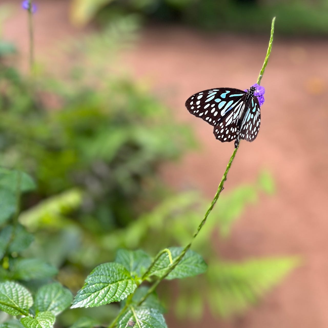 The Accidental Academic