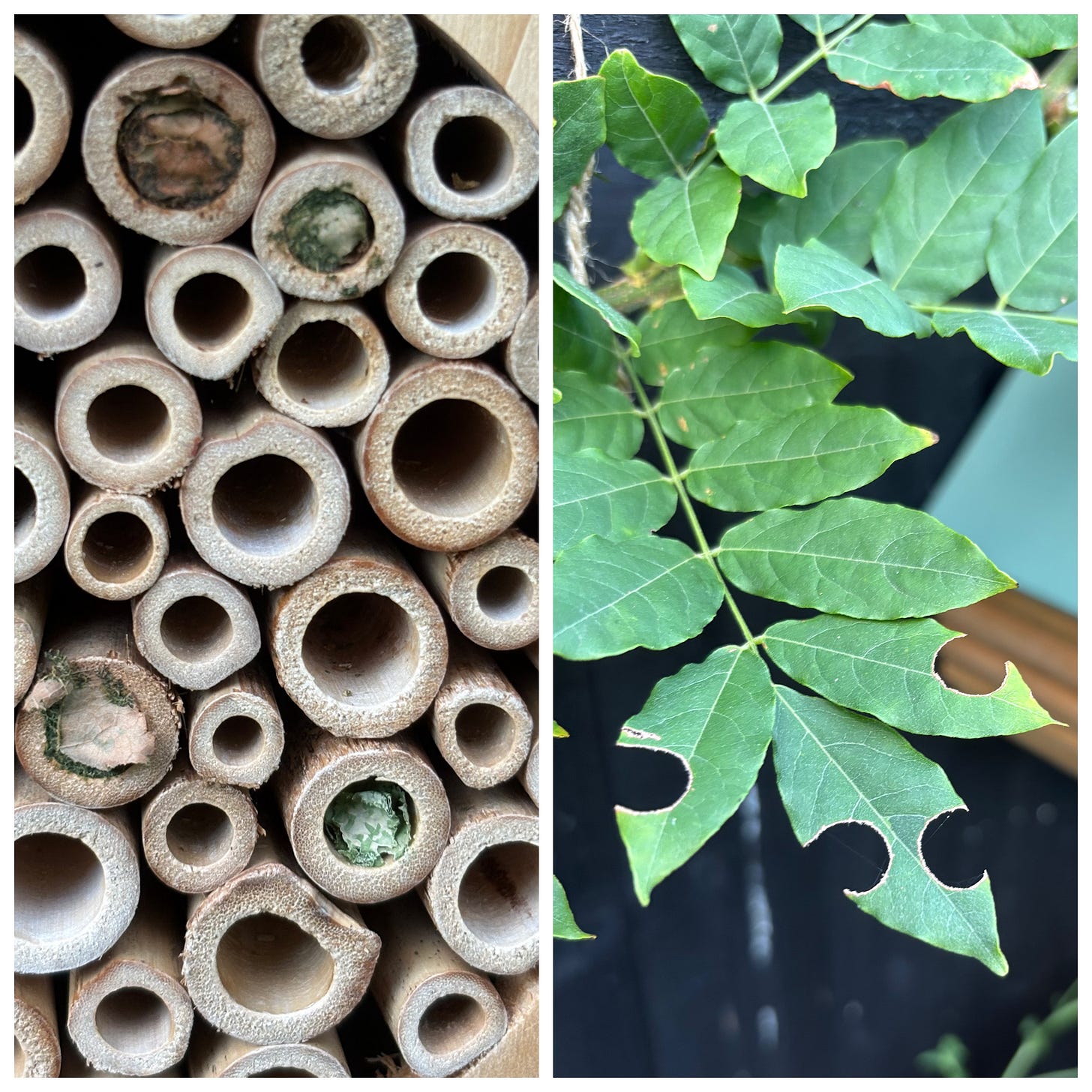 A twin image, to the left bamboo tubes with some cavities plugged by solitary bees, and to the right leaves that exhibit where the 'plugs' have come from - nearby leaves.