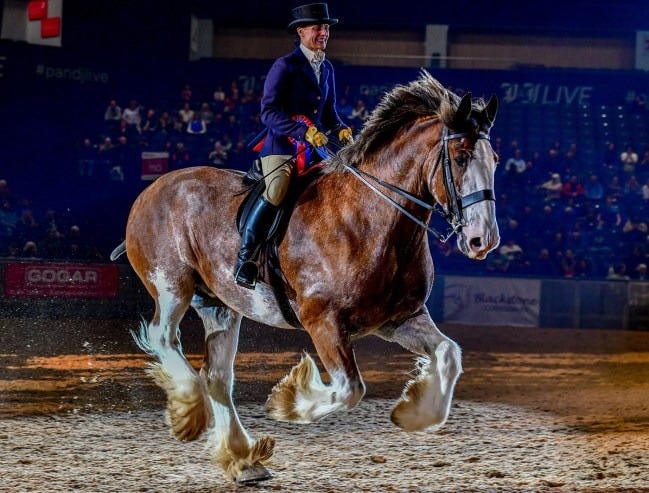 horse and rider horse and rider