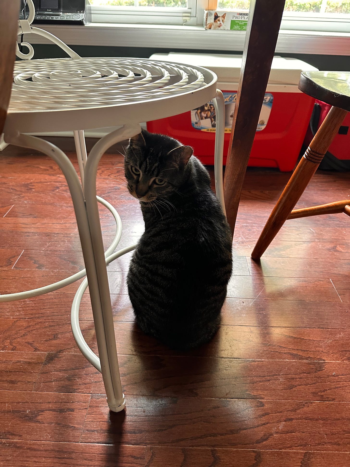 gray tabby sitting under a table