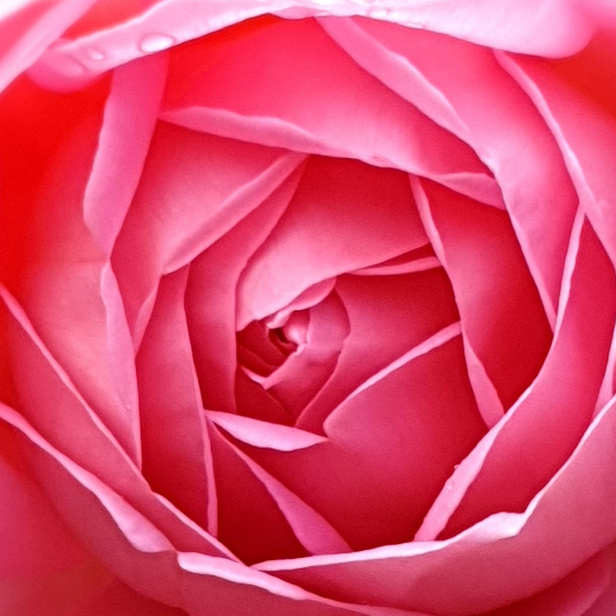 The Well and The Rose