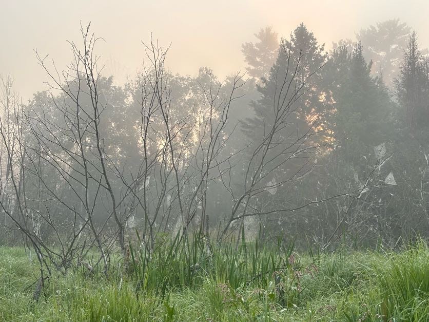 I too hang my spiderwebs out to dry at night