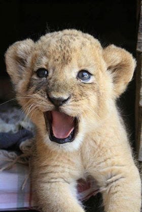 Lion Cub | Kelcie Smith #TalkbackTuesday