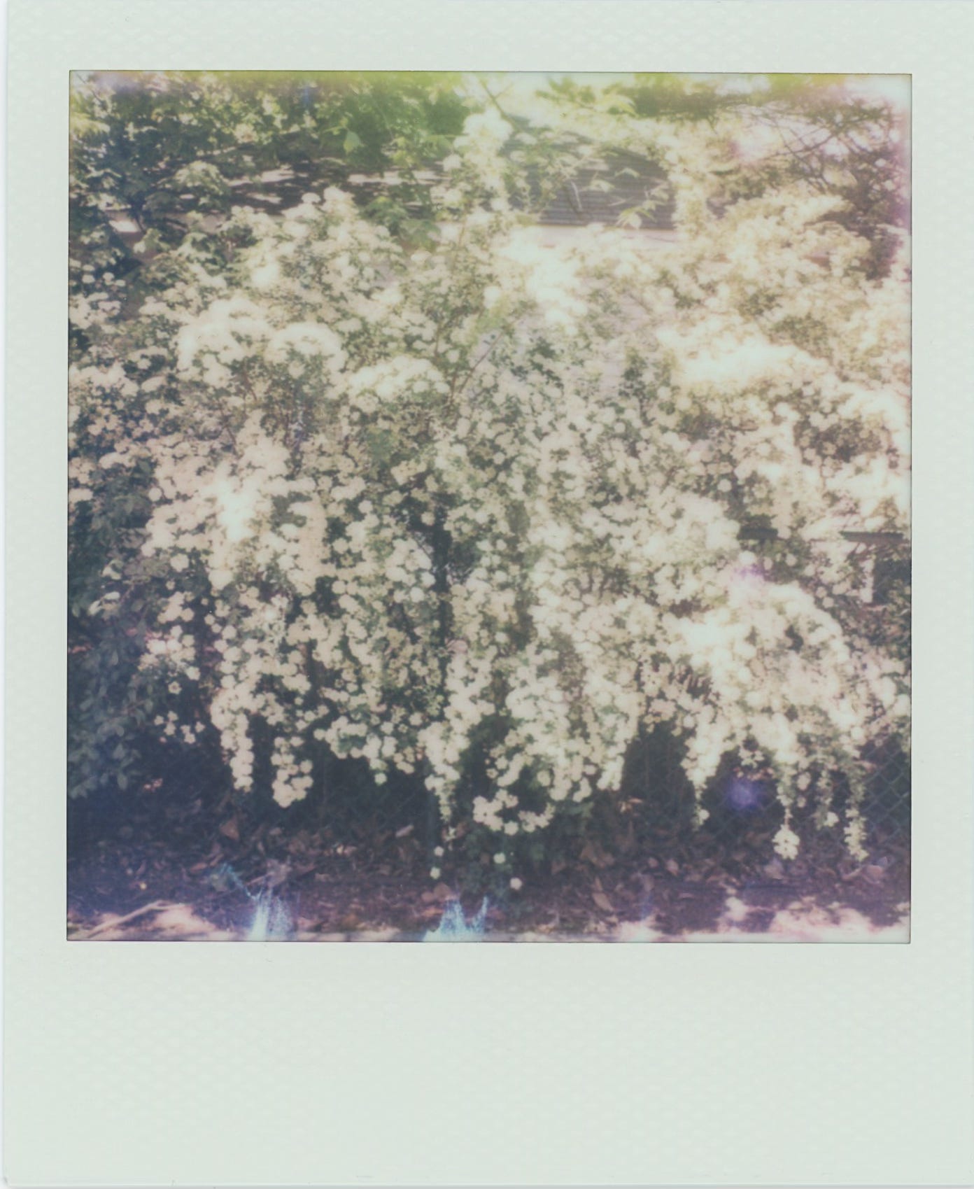 a polaroid of blooming bridal wreath, white flowers spilling over a chainlink fence