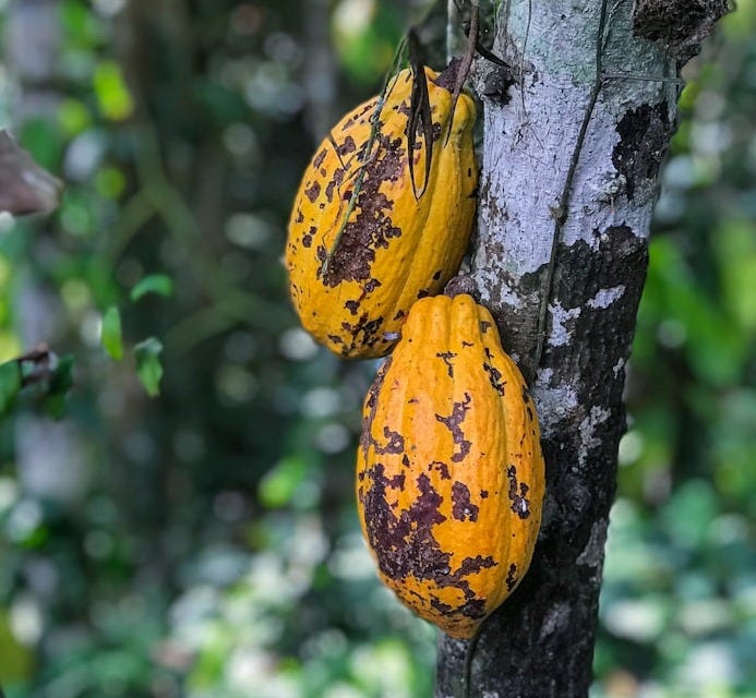 cacao beas