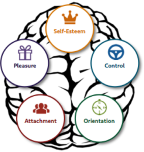 brain emotional needs