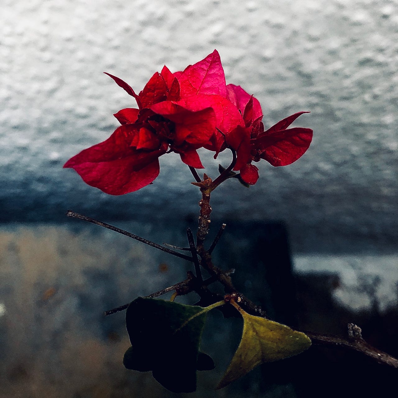 Bitting Coffee Saving Cup 