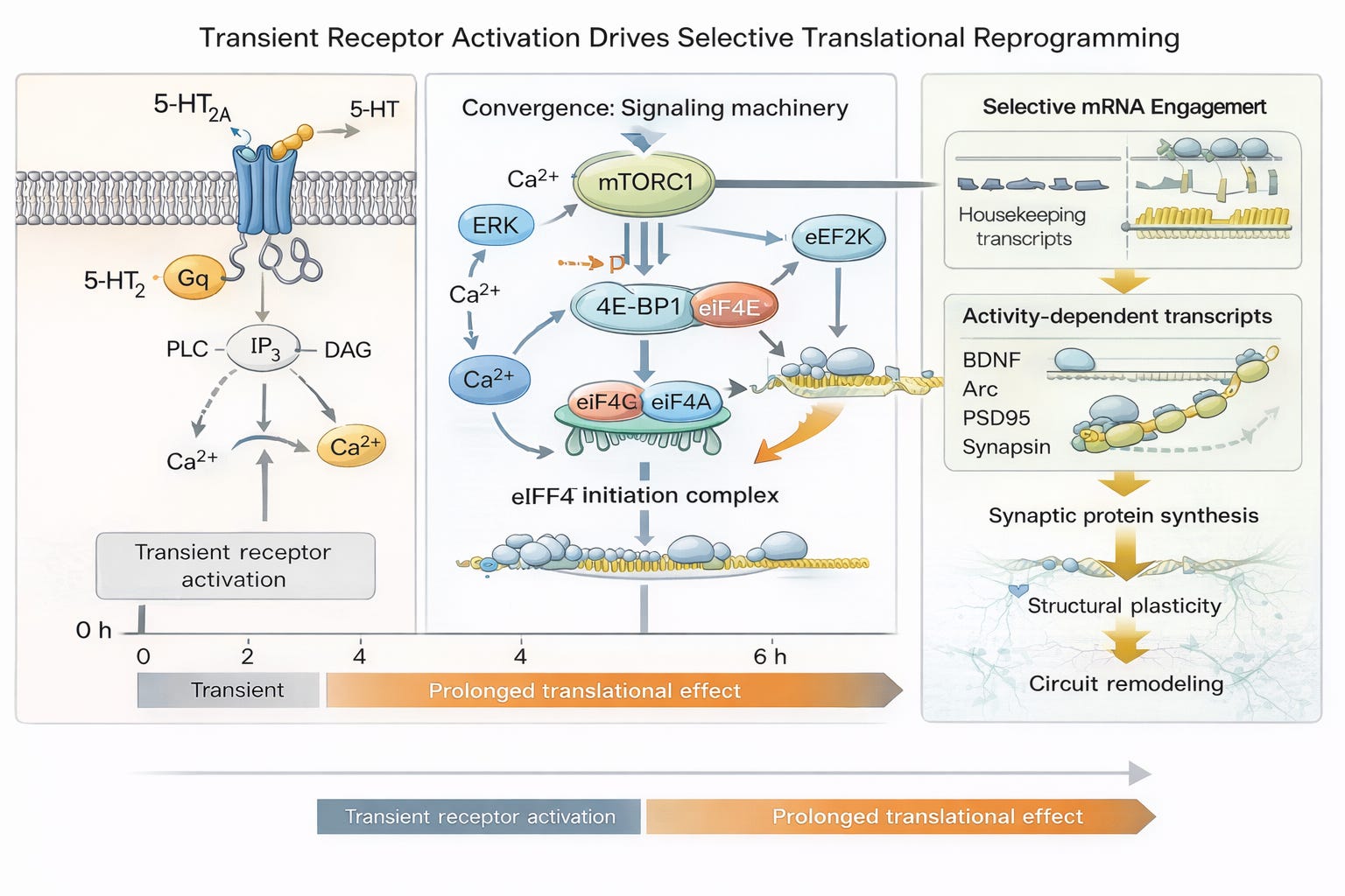 Ribosomes as Drug Targets. The Quiet Rewrite of Psychiatry and Beyond ...