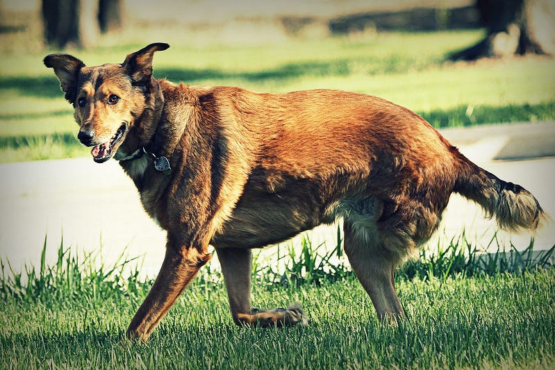 A three-legged dog walks on a grass lawn on a sunny day. A three-legged dog walks on a grass lawn on a sunny day.