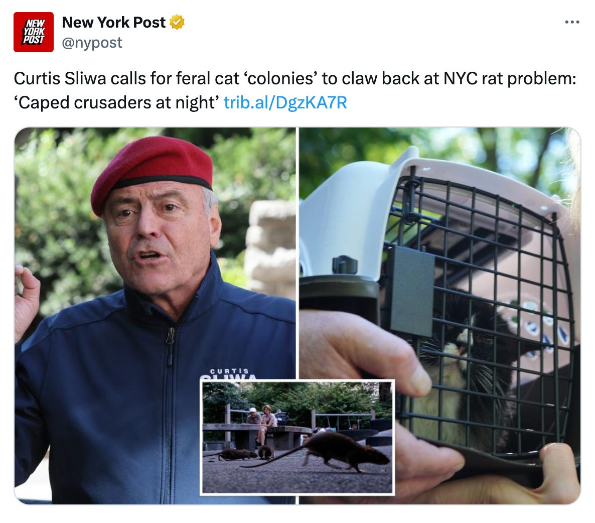 Curtis Sliwa saying that they should release feral cats in the city to take care of the rats