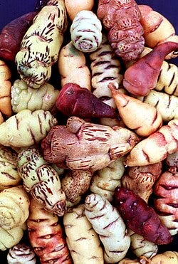 Mashua tubers
