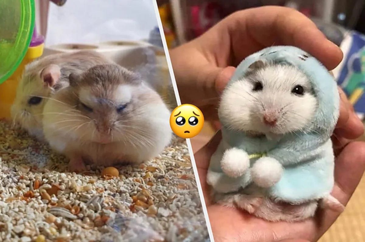 hamsters w stuffed cheeks hamsters w stuffed cheeks