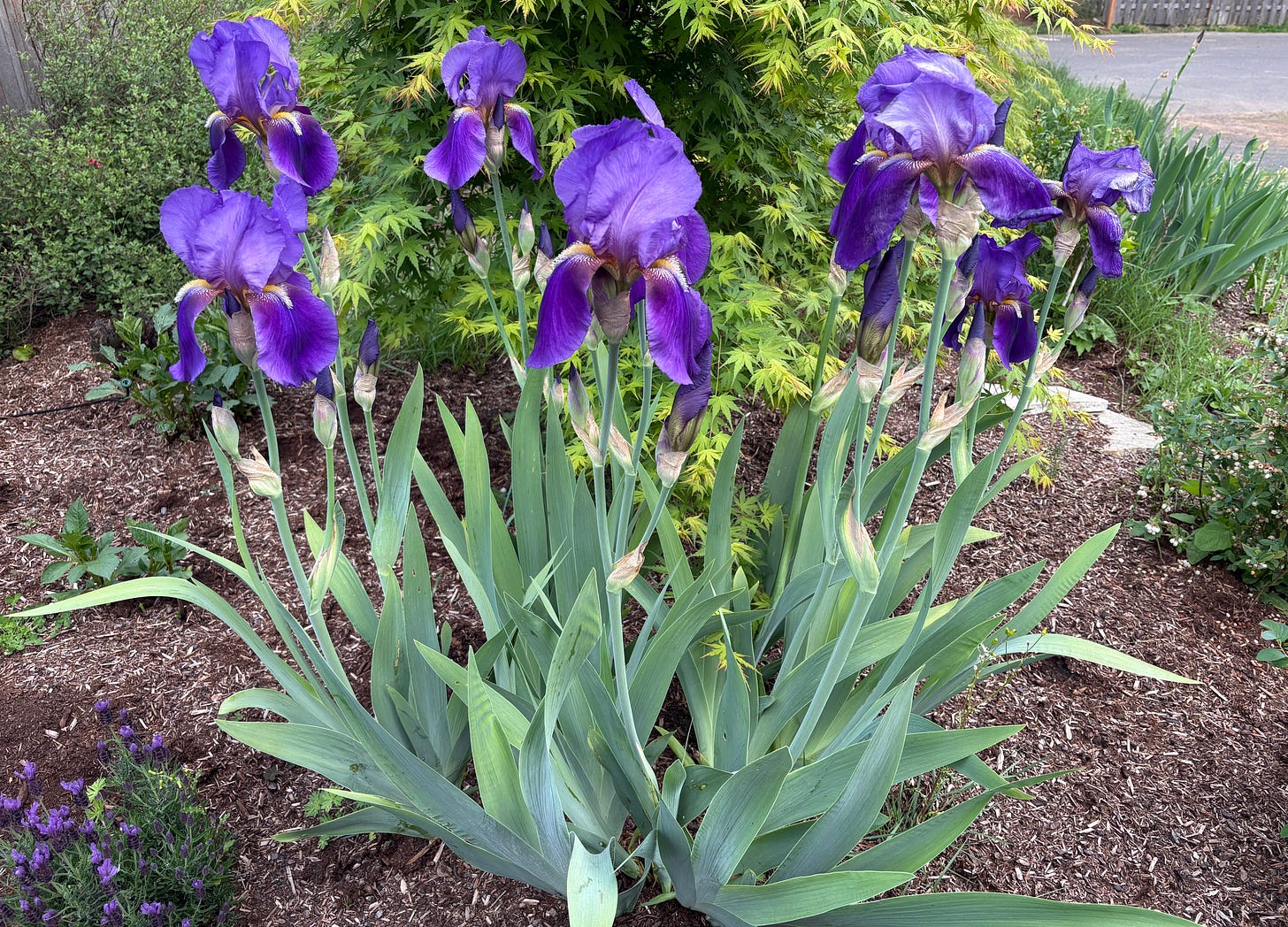 Purple flowers on top of bladed leaves in a home garden. 