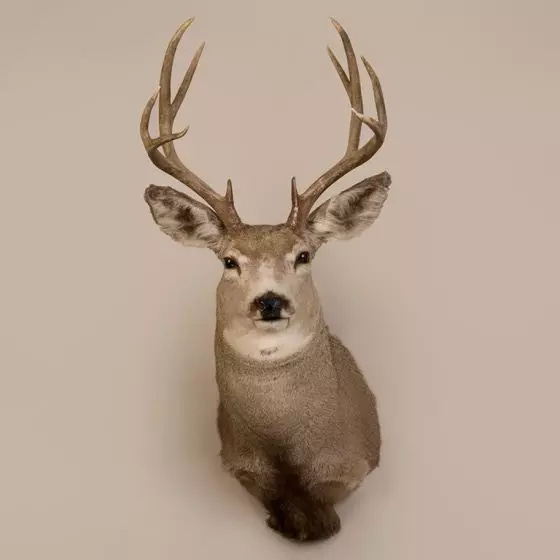 Mule Deer Head