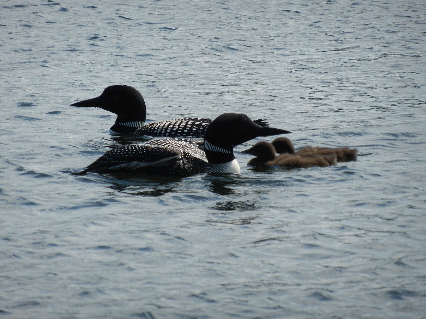 Two adult loons with two chicks on the water.