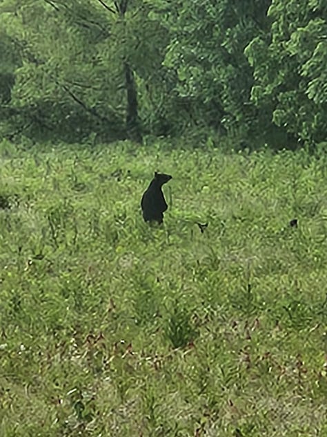A grown bear and three cubs in Smoky Mountain National Park
