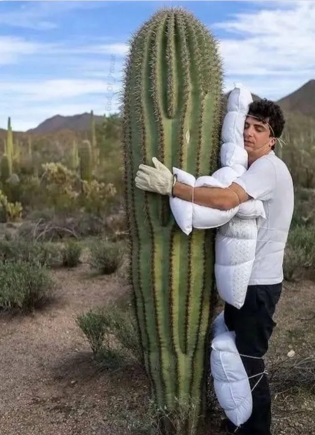 Photograph of a man in a white shirt and black jeans with pillows strapped to his head, torso, and legs, hugs a human-sized cactus. Photograph of a man in a white shirt and black jeans with pillows strapped to his head, torso, and legs, hugs a human-sized cactus.