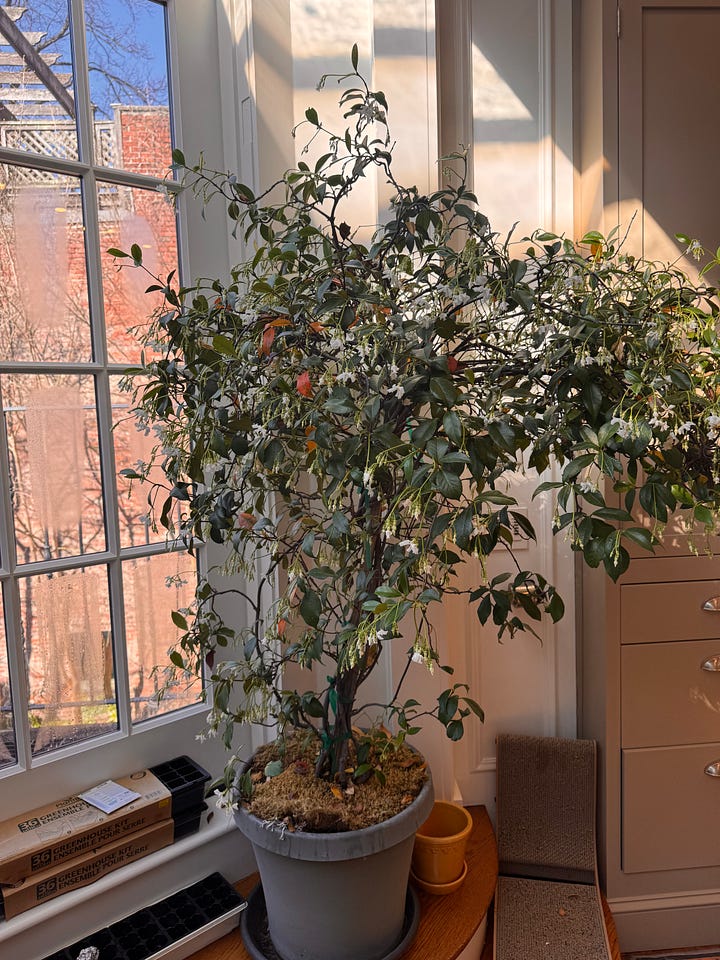 container gardening in the city