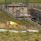 Sniffer dog Bracken leads the way in conservation