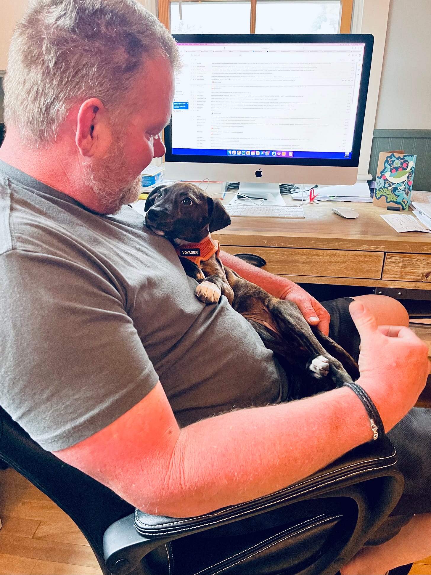 puppy sitting on a man looking at him adoringly