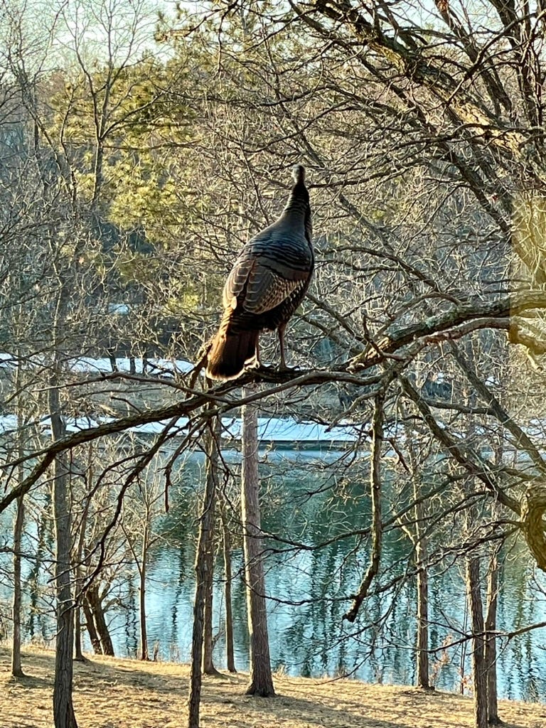 A bird standing on a tree branch

Description automatically generated