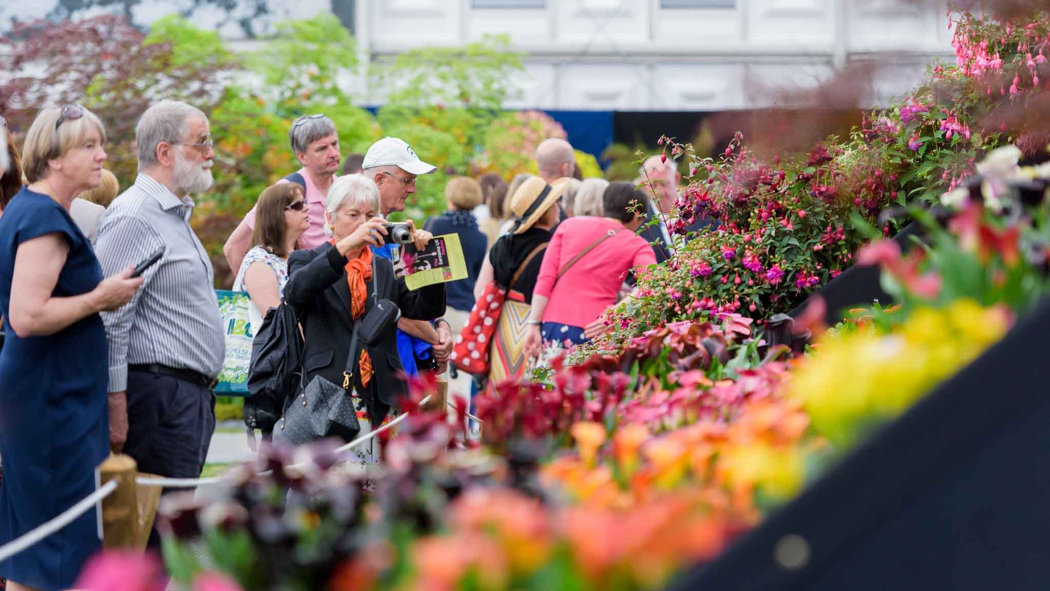 Honesty Rhs RHS Chelsea Flower Show 2026: My Very Honest Preview