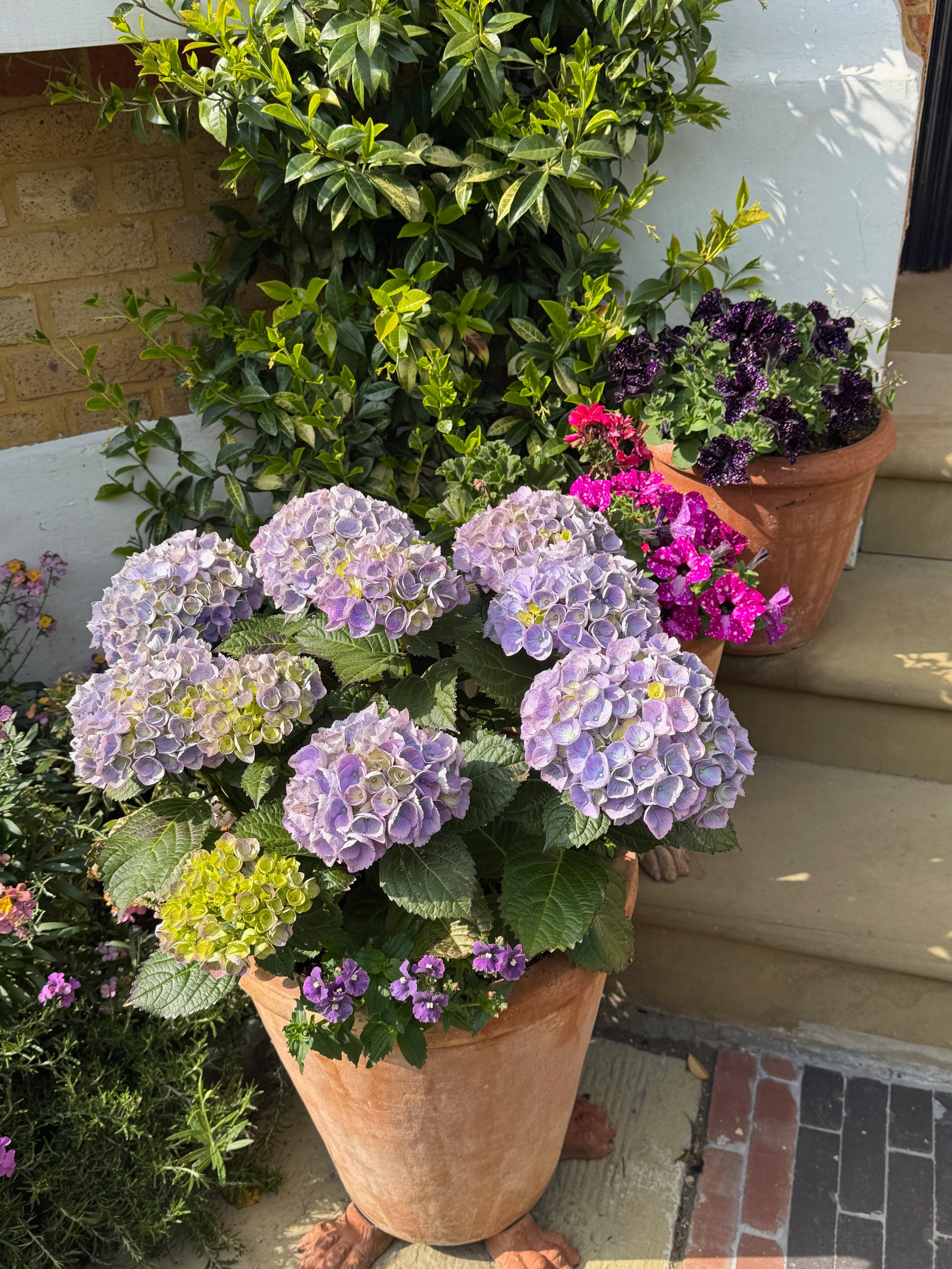 What to Plant in Pots Right Now - by Leanne Kilroy