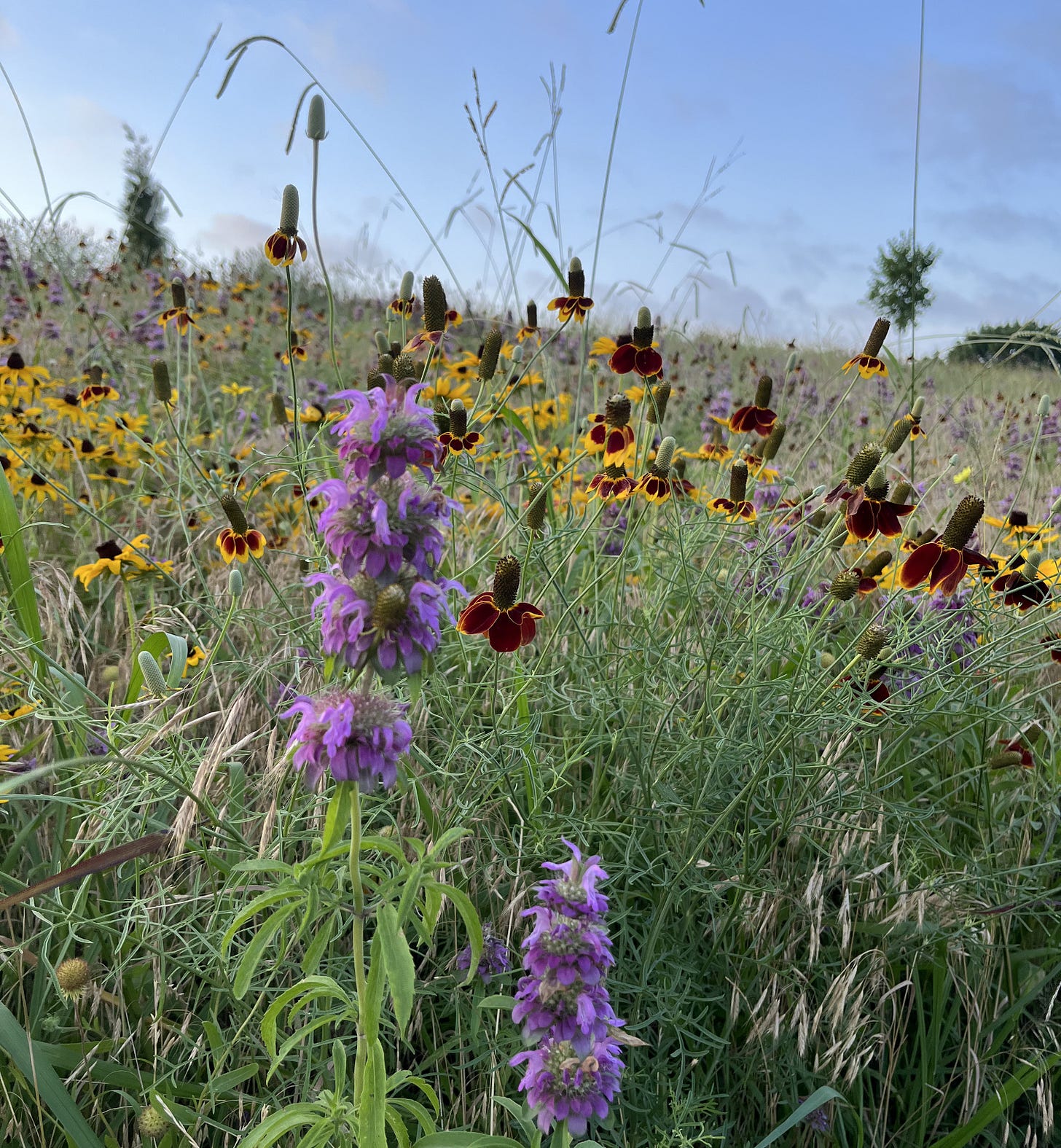 wildflowers in a Texas prairie