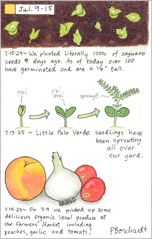 Perpetual Journal, week of Jul. 9-15: Palo Verde Seedlings (2025); Baby Saguaros (2024); Peach, Garlic and Tomati (2023)