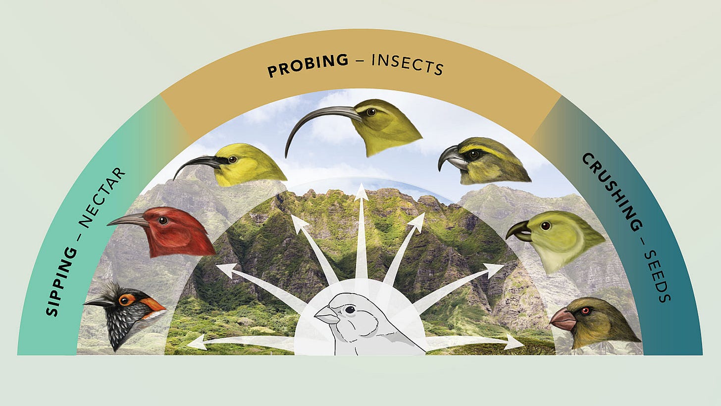 Why Evolution Goes Wild on Islands: The Science of Adaptive Radiation | All About Birds All About Birds Why Evolution Goes Wild on Islands: The Science of Adaptive Radiation | All About Birds All About Birds