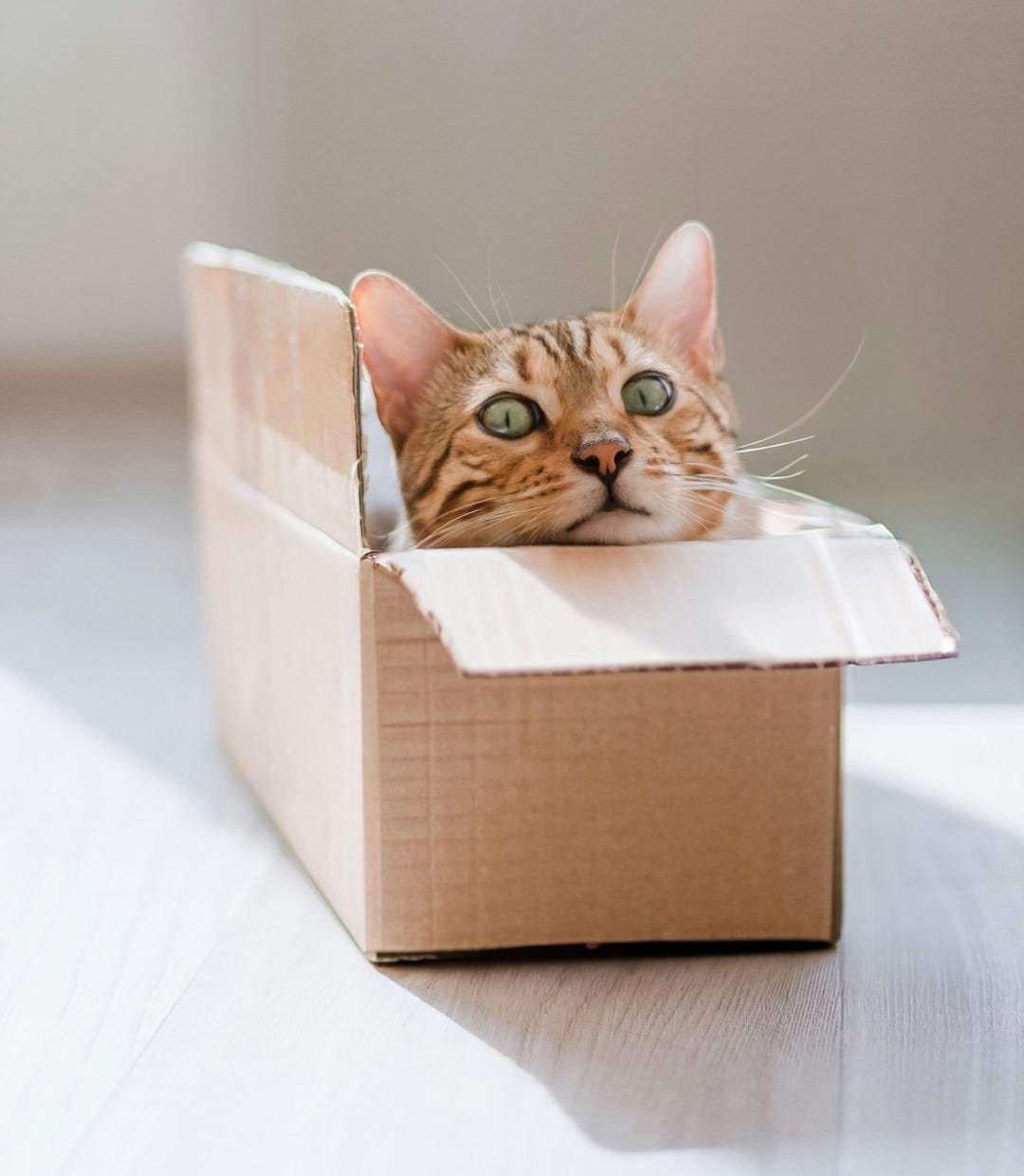 a cat peeking out of a cardboard box a cat peeking out of a cardboard box