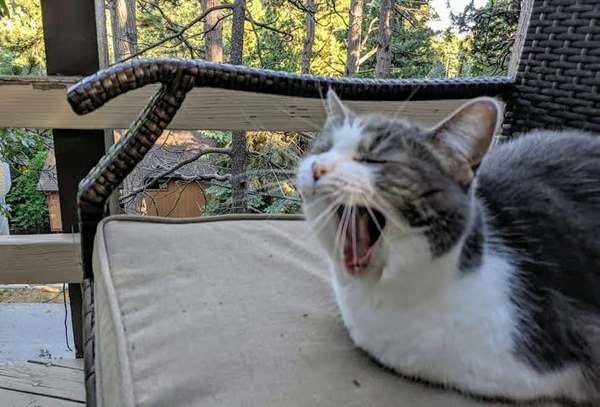 Gracie, who belongs to loyal reader Sivan, enjoys mild roaring and grandiose yawning. Nominate your pet to appear in The Highlighter! hltr.co/pets Gracie, who belongs to loyal reader Sivan, enjoys mild roaring and grandiose yawning. Nominate your pet to appear in The Highlighter! hltr.co/pets