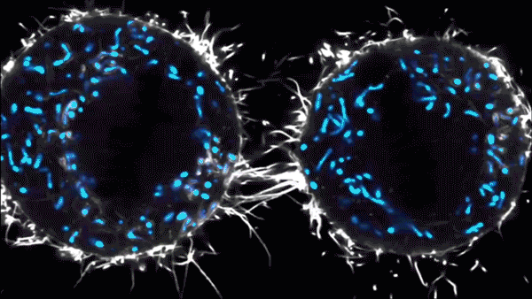 Nikon-Small-World-4th-place.gif