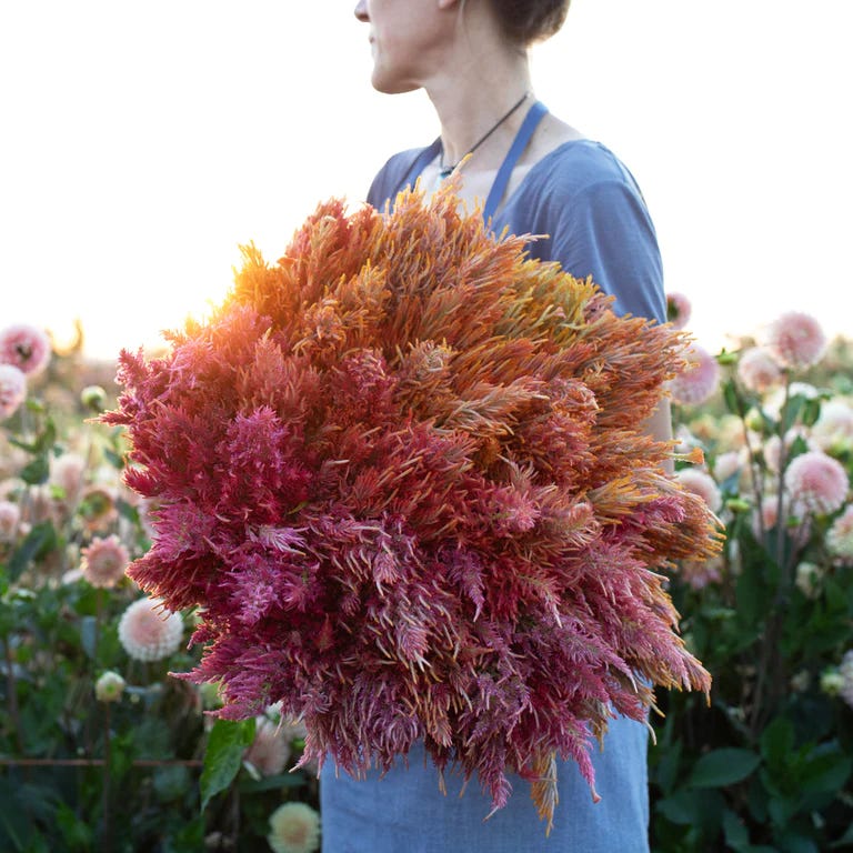 Celosia Spun Sugar, a Floret Original from floretflowers.com Celosia Spun Sugar, a Floret Original from floretflowers.com