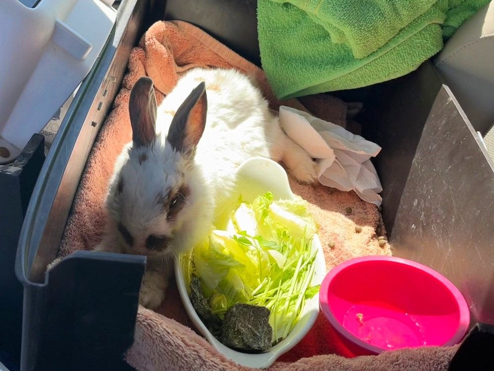 muunie beard spiritual coach embodiment coach blog rabbit gnocchi in the car