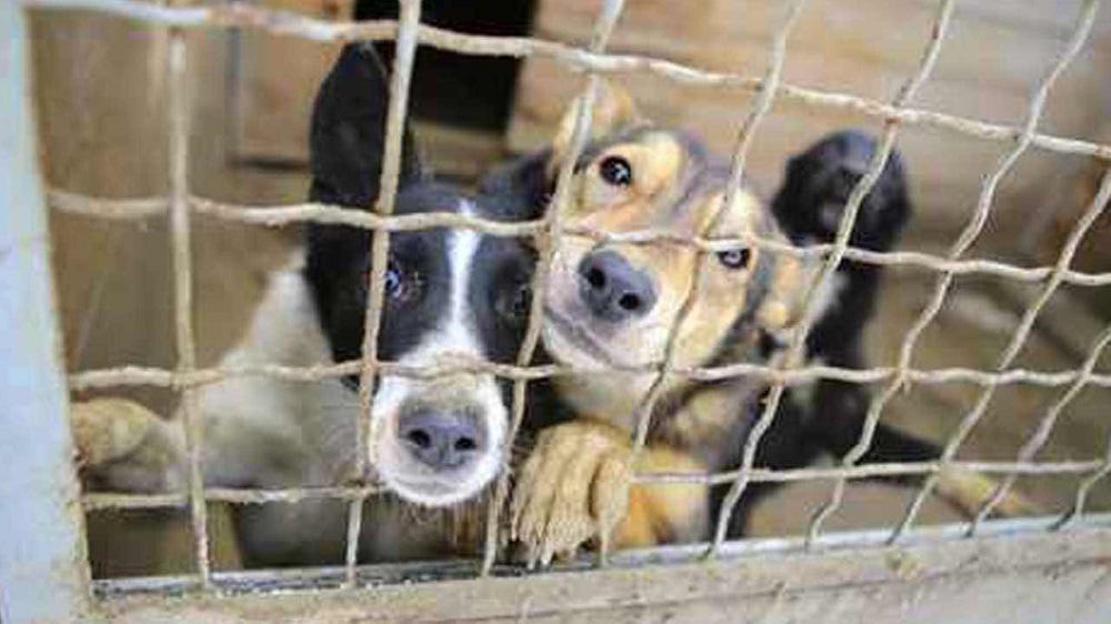 Under pressure, USDA adjusting animal welfare purge 2017 images Under pressure, USDA adjusting animal welfare purge 2017 images