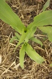 cornm2