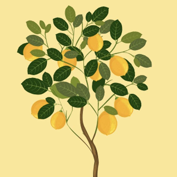 The Lemon Tree Academy \ud83c\udf93\ud83c\udf33\ud83c\udf4b