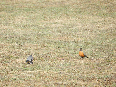 3frames: 1-half half bare ground; 2-unopened crocus beside a rock; 3-two robins
