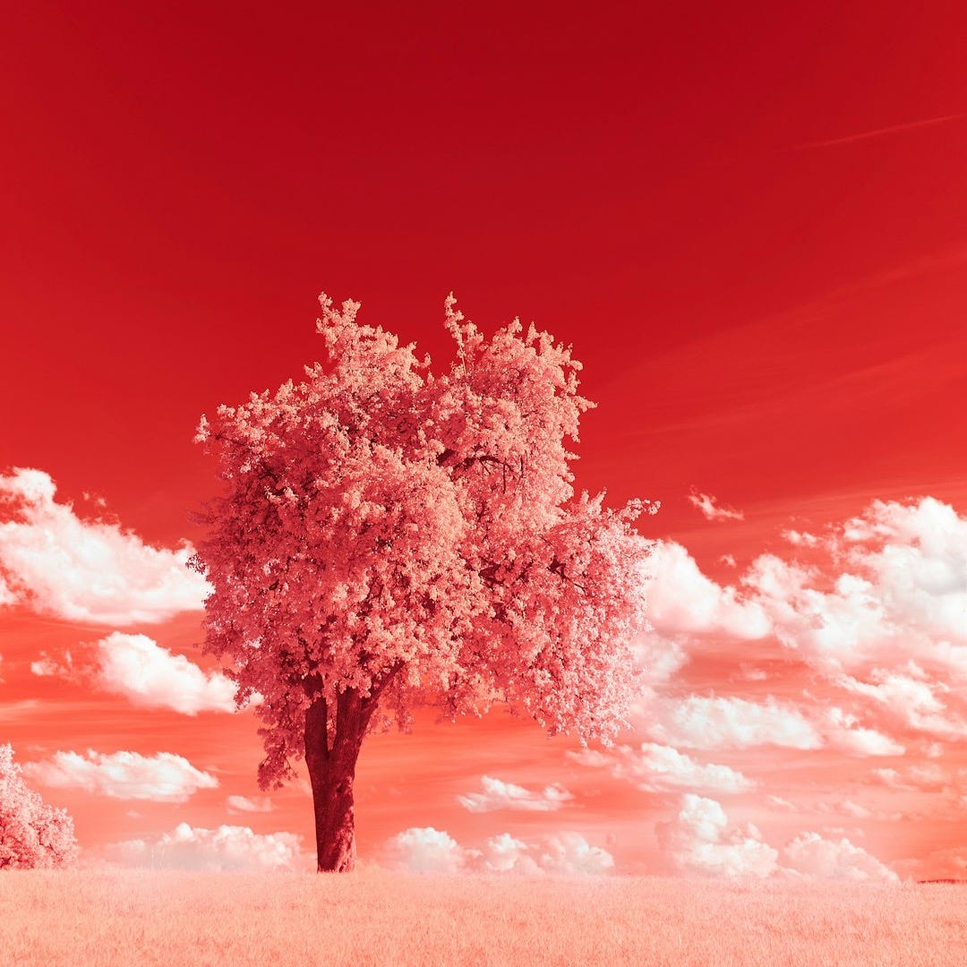 tree under blue sky during daytime tree under blue sky during daytime
