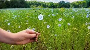 Is Linen a Natural Material | The ...