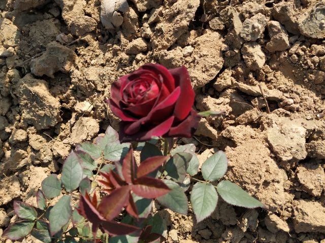 A deep red rose in a parched soil with leaves on one side.