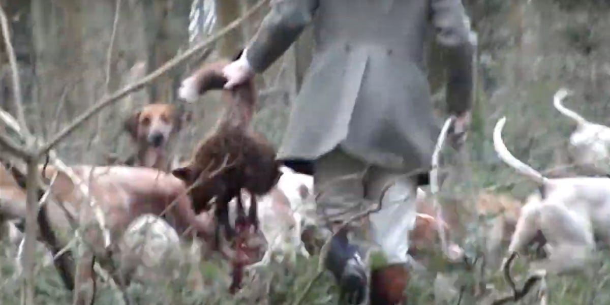 Intimidation, violence and illegal hunting: a story of the ‘Criminal ...